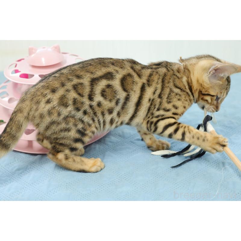 商談中の大阪府のベンガル-120248の4枚目